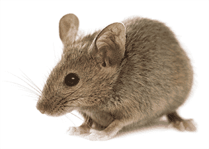 Pest and Rodent Control